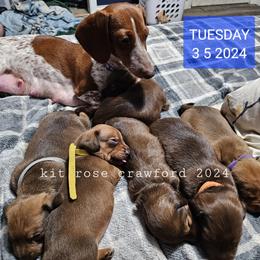 Dachshund Puppies from Wayward Home Dachshunds