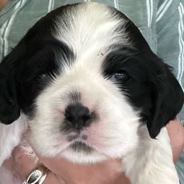Girl 2 - Black and white female Cocker Spaniel puppy in Spotsylvania, Virginia from Wilkshire Farm