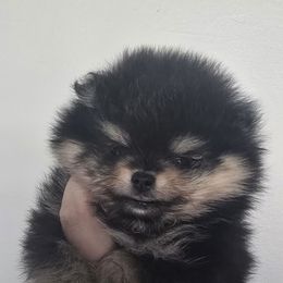 Girl 1 LG - Black and tan female Pomeranian puppy in Bloomingdale, New Jersey from Bella Luna Pomeranians
