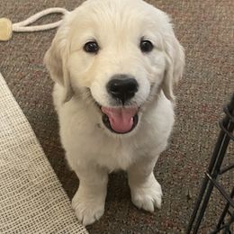 Golden Retriever Puppies from Dale Hollow Goldens