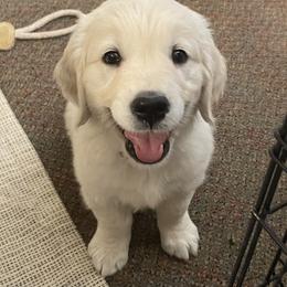 Golden Retriever Puppies from Dale Hollow Goldens