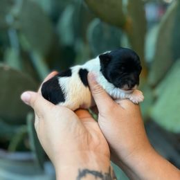 Boy Parti - Parti male Miniature Schnauzer puppy in Paradise, Texas from B4 Toy Aussies