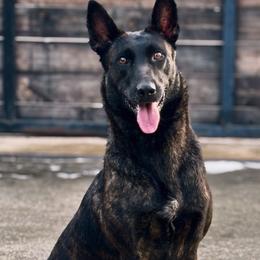 Rogue - Dutch Shepherd