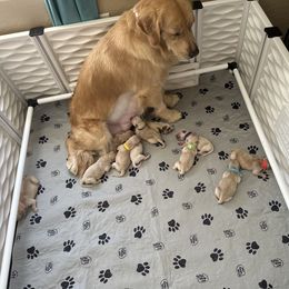 Golden Retriever Puppies from Verona Goldens