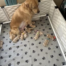 Golden Retriever Puppies from Verona Goldens