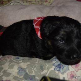 German Shepherd Puppies from Import German Shepherds of Kansas