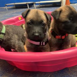 Red collar - Yellow female Dutch Shepherd puppy in Sierra Vista, Arizona from KnightWatch K-9