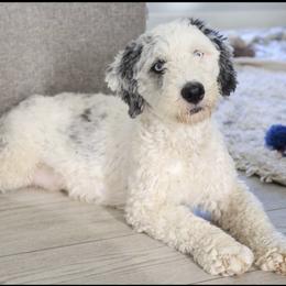 Aspen - Sheepadoodle