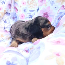 DAPPLE FEMALE - Dapple female Dachshund puppy in Mc Donough, Georgia from Hot Diggity Doxies