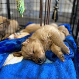 Golden Retriever Puppies from Upstate Revival Retrievers