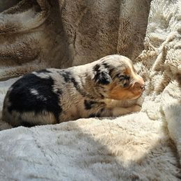Maple - Blue merle female Miniature Australian Shepherd puppy in Bethany, Connecticut from Tini Thyme Mini Aussies