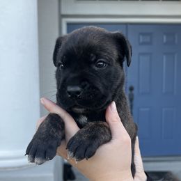 Cane Corso Puppies from Valyrian Cane Corsos