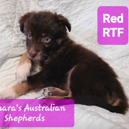 Red - Red tri-color female Australian Shepherd puppy in Pemberville, Ohio from Samara's Australian Shepherds