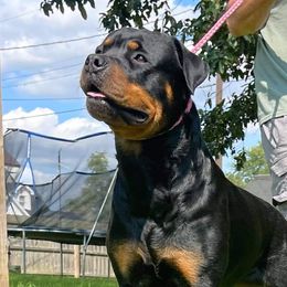 Kaijah  - Rottweiler