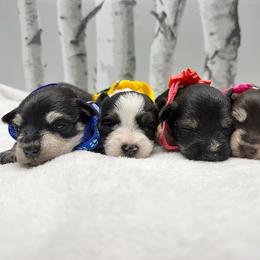 Miniature Schnauzer puppies from A&J Miniature Schnauzers