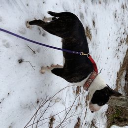 Miniature Bull Terrier All Grown Up from York
