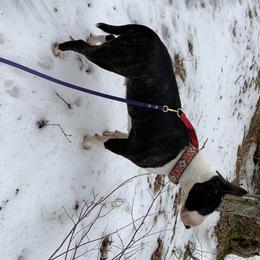 Miniature Bull Terrier All Grown Up from York