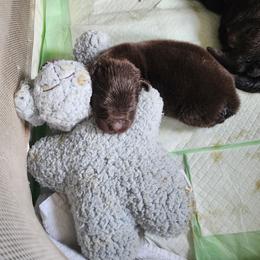 Girl 1 - Brown female Newfoundland puppy in Fairbury, Illinois from Blitz E & E Newfoundlands