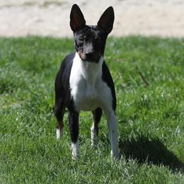 Jilly - Rat Terrier