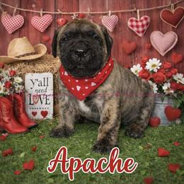 Perro de Presa Canario Puppies from Mesquite Creek Kennels