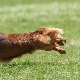 Dachshunds from Blarneydachs Dachshunds