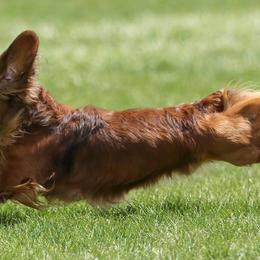Dachshunds from Blarneydachs Dachshunds