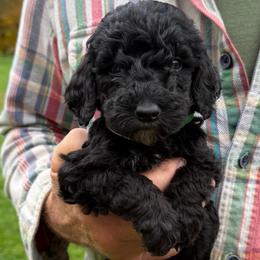 Twix - Black female Poodle puppy in St. Johnsbury, Vermont from Poodles of the Northern Woods