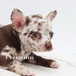Henry - Merle male Chihuahua puppy in Tulsa, Oklahoma from H-3 Chihuahuas