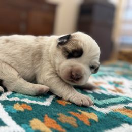 Rusty - Blue merle male Border Collie puppy in New Mexico from Twisted Biscuit Border Collies