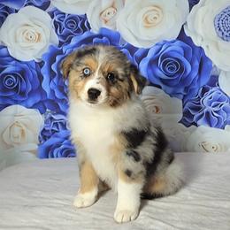 Australian Shepherd Puppies from Winsome Aussies