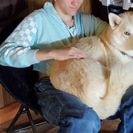 Siberian Huskies from Gingers Husky Mansion