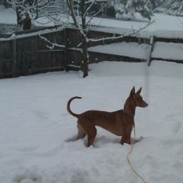 Pharaoh Hounds from CharmedWons Pharaoh Hounds