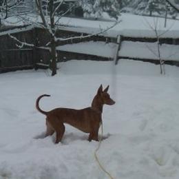 Pharaoh Hounds from CharmedWons Pharaoh Hounds