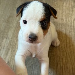 Puppy 2 - Tri-color female Jack Russell Terrier puppy in Yakima County, Washington from Saddle Rock Kennels