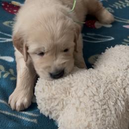 3B Mr. Green - Golden male Golden Retriever puppy in Garland, Texas from RFGoldens