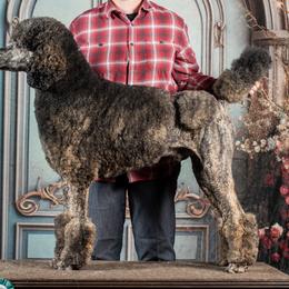 Kirin - Poodle