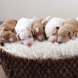 Poodles from Private.lane.puppies