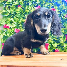 Maize 3000 - Cream male Dachshund puppy in Sylvania, Alabama from Yancey’s Doxies