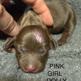 Girl Pink - Chocolate and tan female Dachshund puppy in Smyrna, Tennessee from Southern Select Dachshunds