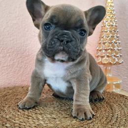 Green collar - Blue fawn male French Bulldog puppy in Cordes Lakes, Arizona from Puppy Love AZ LLC