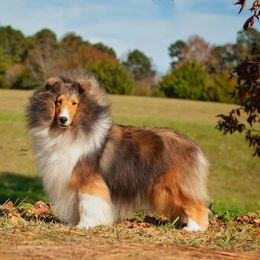 Raquel - Shetland Sheepdog
