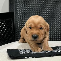 Black - Dark golden male Golden Retriever puppy in Lake City, Minnesota from Windcliff Goldens