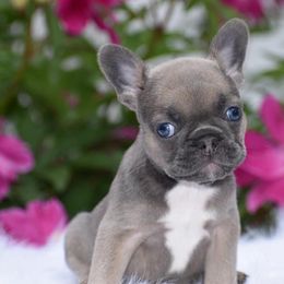French Bulldog, Golden Retriever, and Labrador Retriever Puppies from Trigger Time Kennels