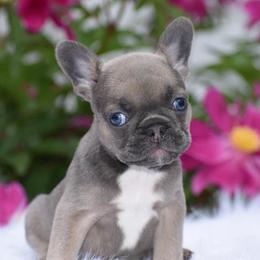 French Bulldog, Golden Retriever, and Labrador Retriever Puppies from Trigger Time Kennels