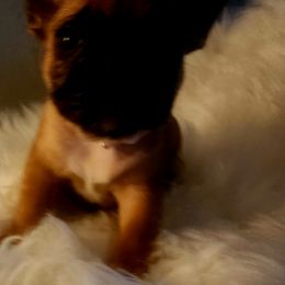 French Bulldog Puppies from Ma Chérie French Bulldogs