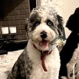 Fergie - Aussiedoodle