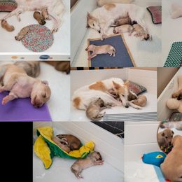 Silken Windhound Puppies from Redshift Silken Windhounds