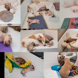 Silken Windhound Puppies from Redshift Silken Windhounds