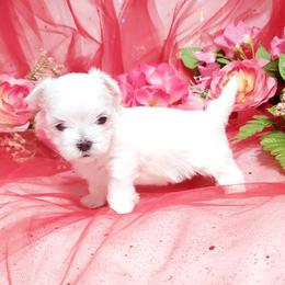 Girl 1 - White female Maltese puppy in Fresno, California from Soua's Pups