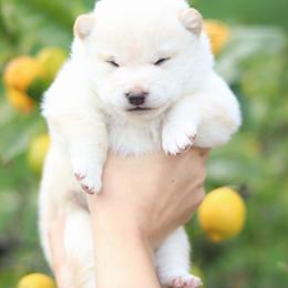 Cream boy - Cream male Shiba Inu puppy in Napa, California from Shinin Shibas